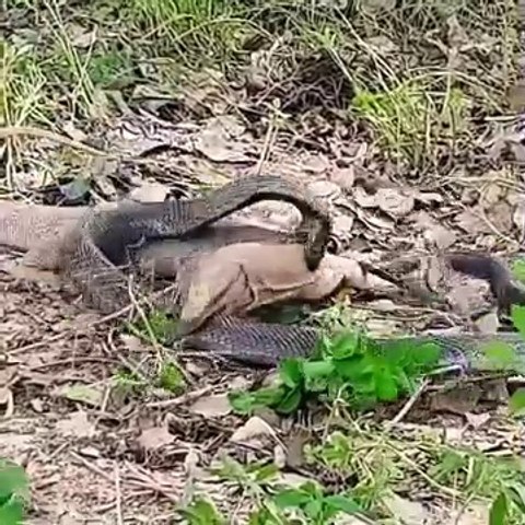 Lizard Attacks Cobra