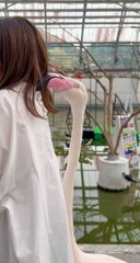 Flamingo Nibbles From Behind