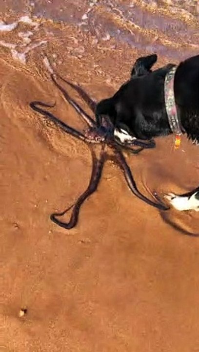 Curious Dogs Sniff Calm Octopus