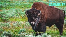 Guardians of the Great Plains:The Bison Saga of North America