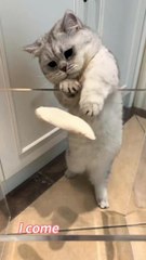 Smart Cat and Stupid Cat