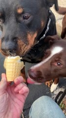 Vera Takes Susan's Ice Cream Cone