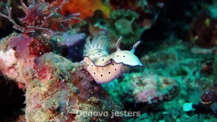 Best Funniest Animal Videos Of The Month------#107------أطرف مقاطع الفيديو الحيوانية لهذا الشهر