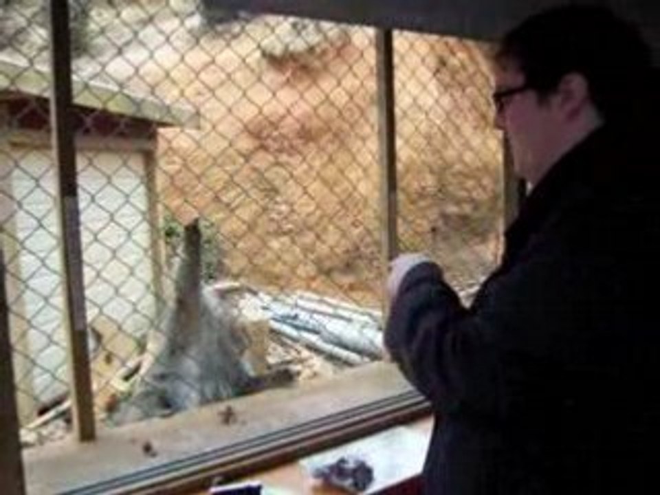 Feeding Monkeys
