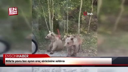 Bitlis'te yavru boz ayının araç sürücüsüne saldırısı