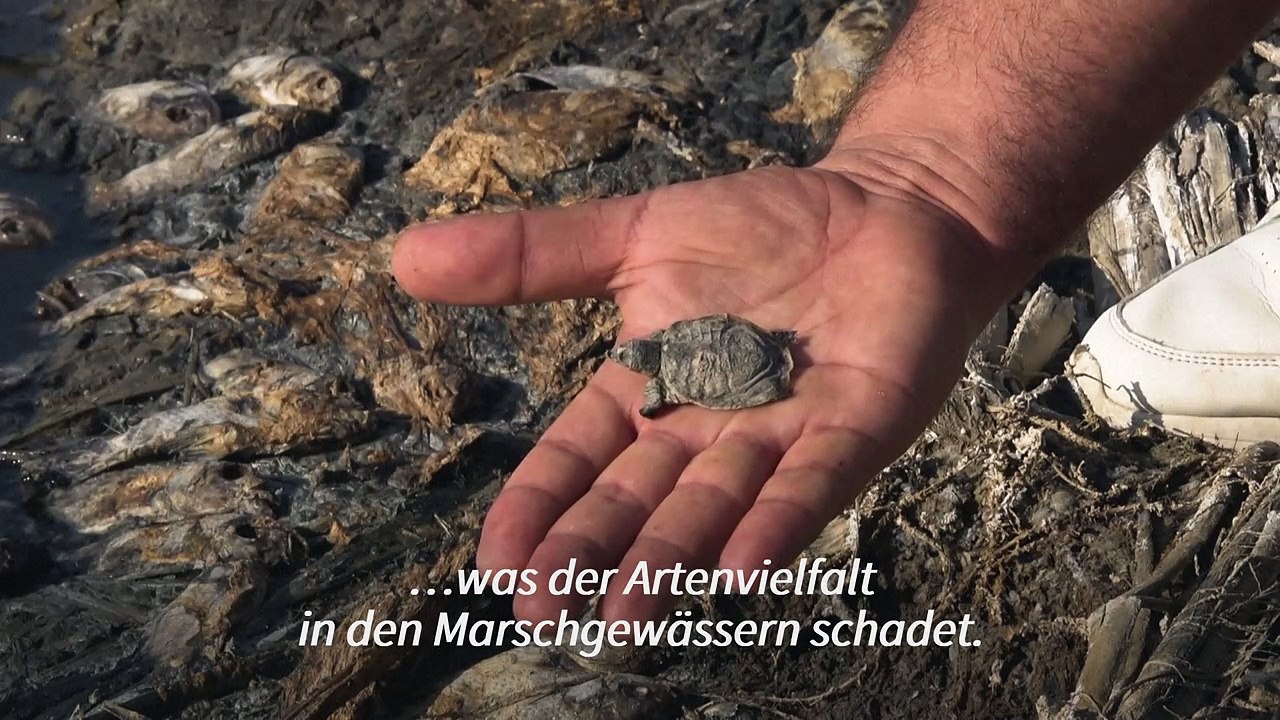 Großes Fischsterben im Irak