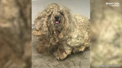 Un chien négligé méconnaissable après une transformation incroyable