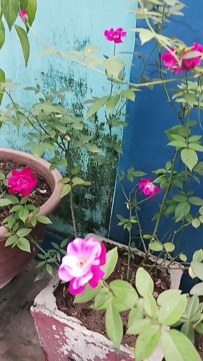 Roses  