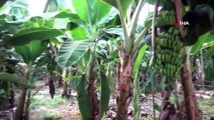 Afrika sıcaklarında muz hasadı yapıldı