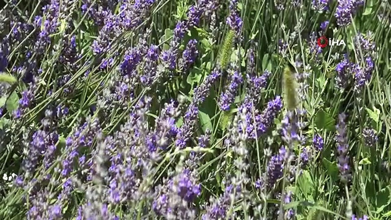 Üniversite lavanta ile renklendi: Kampüs adeta açık hava stüdyosuna dönüştü