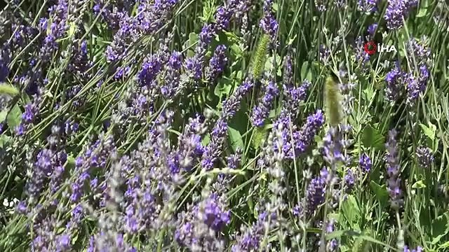 Üniversite lavanta ile renklendi: Kampüs adeta açık hava stüdyosuna dönüştü
