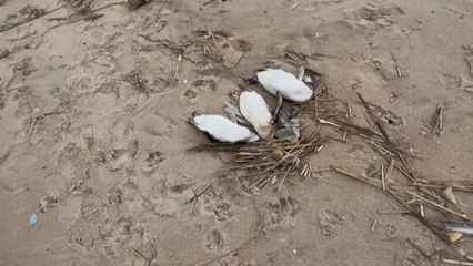 Video herunterladen: Uruguay : 2000 manchots retrouvés morts sur les plages