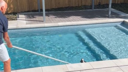 Silly Skunk finds its way into a swimming pool and refuses to leave