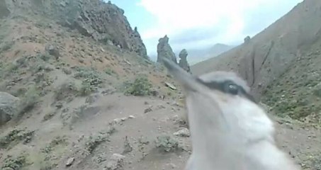 Nadir kuş türü kaya sıvacısı fotokapanı gagalarken görüntülendi