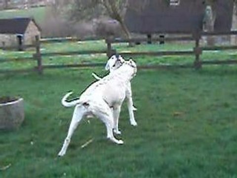 Trakken et Aura, dogues argentins