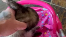 'He went NUTS!' - Furious ferret frantically fights his way out of a baby stroller