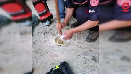 Gümüşhane'de tırıvırıyla kedi kurtarma operasyonu