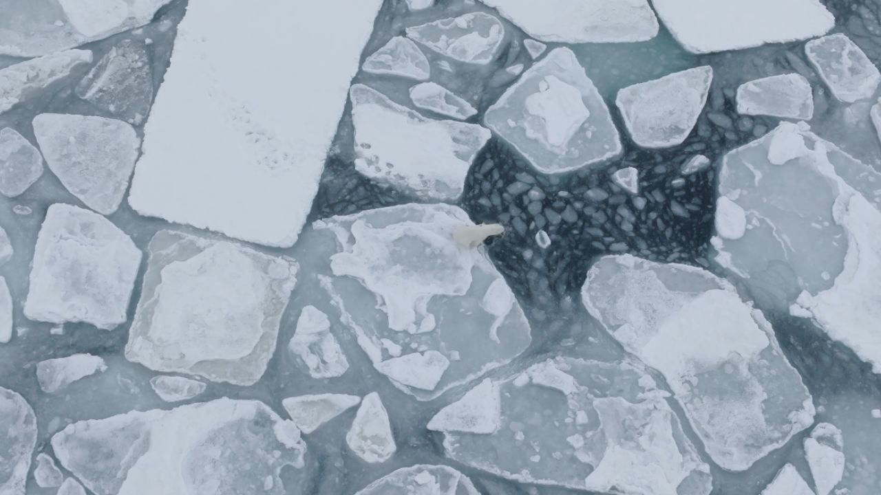 Reindeer-hatin' Grinch Polar Bear enjoys her food amongst ice floes