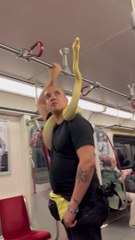 Man Takes Pet Snake On Toronto Train