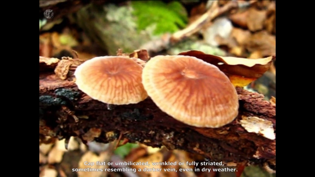 Micromphale foetidum. Champimaginatis. English Text