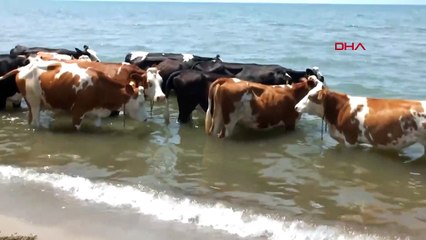 Les vaches de Burhaniye vont à la mer lorsqu'elles sont épuisées par la chaleur