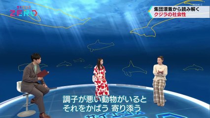 20230715「漂着するクジラたち  ストランディングがひも解く海の世界」サイエンスZERO