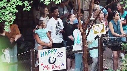 Le 25e anniversaire du panda géant Mei Xiang célébré au zoo américain