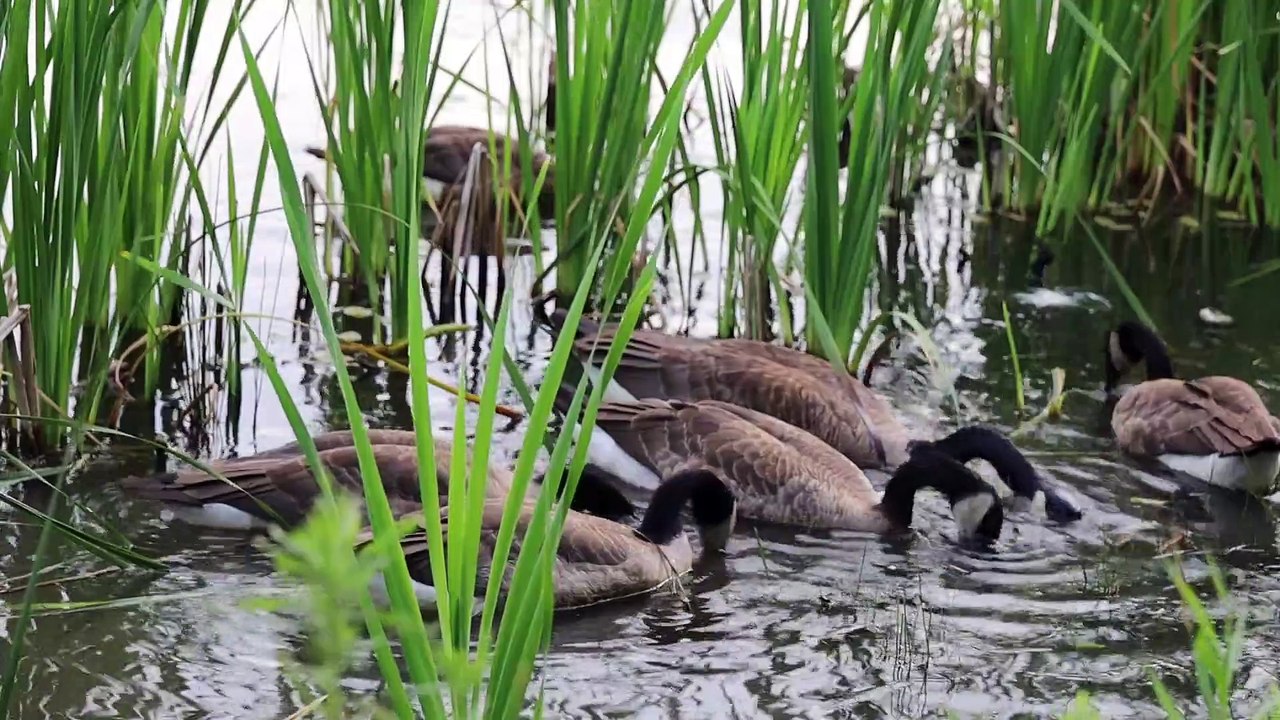 Bird's in water 