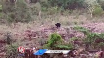 Bear Found At Tirumala Ghat Road Route _ Tirupathi _ Andhra Pradesh _ V6 News