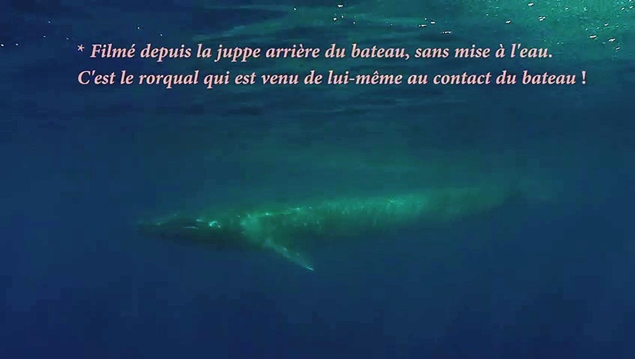 Un rorqual commun tourne 4 fois autour du bateau