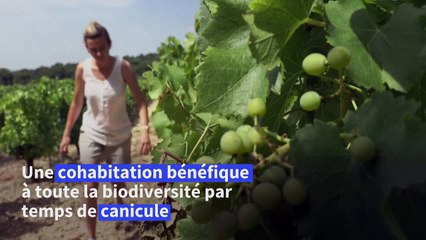 Dans la Drôme, chênes et oliviers cohabitent avec la vigne pour atténuer les "excès du climat"