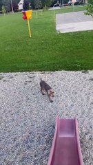 Dog Doesn't Understand Slides