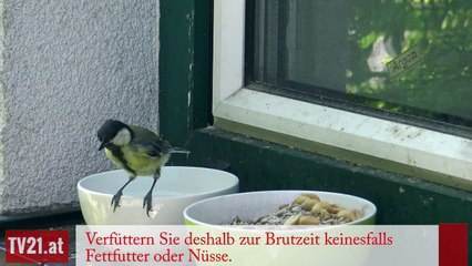 Soll man Vögel im Sommer füttern?