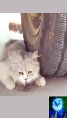 Funny cat and Dog videos 2023 / Best funniest Animals compilation