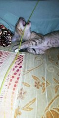 My kitten cat kameti playing with handfree  | Funny cats