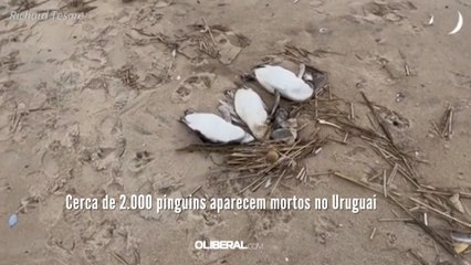 Cerca de 2.000 pinguins aparecem mortos no Uruguai