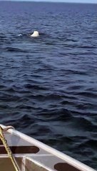 Un bateau s'approche d'un ours polaire qui nage