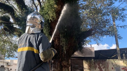 Incêndio em árvore é registrado na rua Engenheiro Rebouças em Cascavel