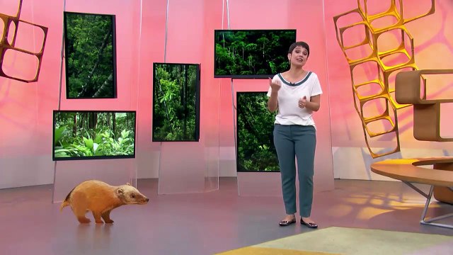 FÓSSEIS DE MAMÍFEROS DO BRASIL