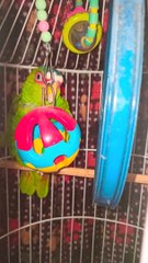 el perico cotorro en su jaula jugando con sus juguetes es una mascota muy bonita y tranquila