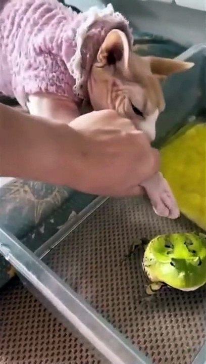 Funny Cat Part 2