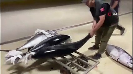 4 thons de 160 kg capturés illégalement ont été saisis sur le marché de la pêche de Gürpınar