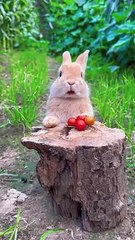 Rabit eating tomato 