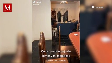 Lomito enternece las redes sociales por ser "curado" por medio de una limpia con huevo