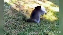 funny videos of cats and dogs getting scared funny videos of cats and dogs try not to laugh