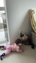 Cat Keeps Baby Away From Electrical Outlet