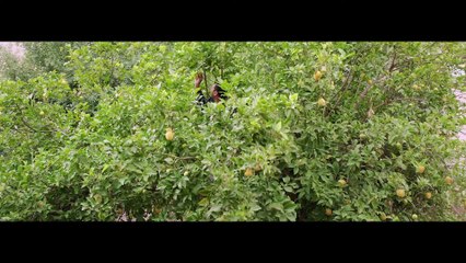 O Paraíso Deve Ser Aqui | movie | 2019 | Official Trailer