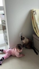 Cat Keeps Baby Away From Electrical Outlet