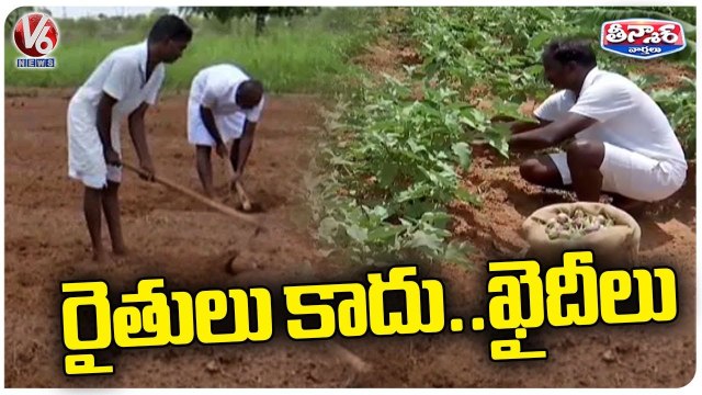 Prisoners Making Money Through Farming In Open Jail In Sivaganga Jail | V6 Weekend Teenmaar