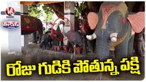 Sarus Crane Bird Performing Pooja In Temple Daily In Uttar Pradesh | V6 Weekend Teenmaar